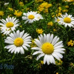 The Escaped Ox-eye Daisy