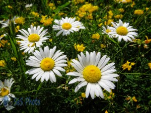 The Escaped Ox-eye Daisy