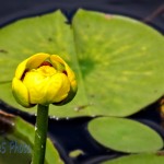 Yellow Pond-lily Blossom