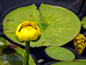 Yellow Pond-lily Blossom