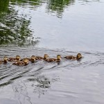 Baby Ducks Following Mom