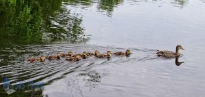 Baby Ducks Following Mom