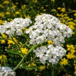 Common Yarrow