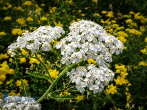 Common Yarrow