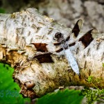 Common Whitetail Dragonfly