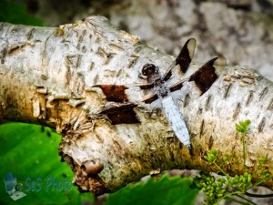 Common Whitetail Dragonfly