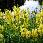 Butter-and-Eggs by the Pond