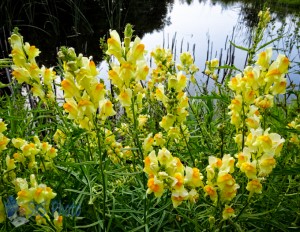 Butter-and-Eggs by the Pond