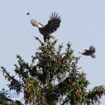 Eagle Being Harassed