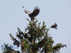 Eagle Being Harassed