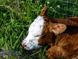 Late Summer Calf