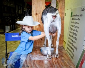 Milking the Goat