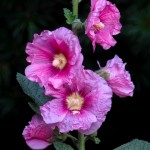 Surviving Hollyhocks