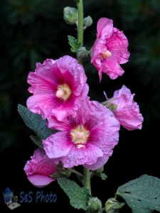 Surviving Hollyhocks