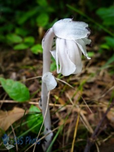 Odd Looking Wildflower