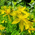 Common St. Johnswort