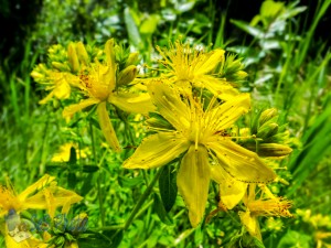 Common St. Johnswort