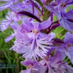 Lesser Purple Fringed Orchid