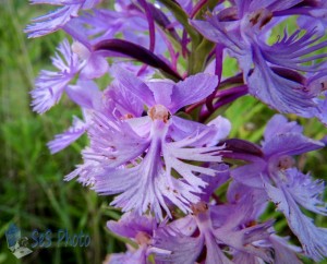 Lesser Purple Fringed Orchid