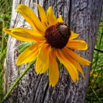 Lonely Black-Eyed Susan