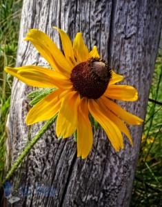 Lonely Black-Eyed Susan