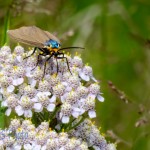 Virginia Ctenucha Moth