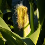 Corn Silk