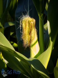 Corn Silk