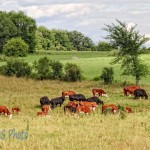 Enjoying the Pasture