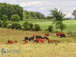 Enjoying the Pasture