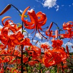 Lilies in the Summer Sun