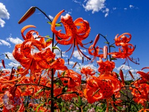 Lilies in the Summer Sun