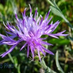 Spotted Knapweed