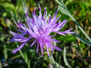 Spotted Knapweed