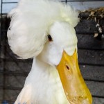 White Crested Duck