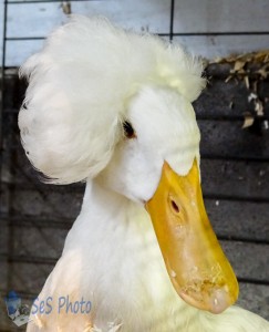 White Crested Duck