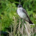 Eastern Kingbird