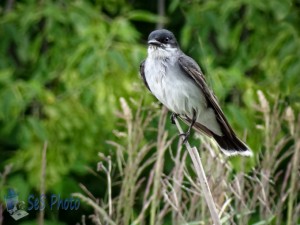 Eastern Kingbird