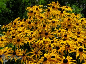 Sea of Yellow Faces