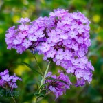 Pink Patch of Phlox