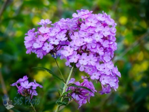 Pink Patch of Phlox