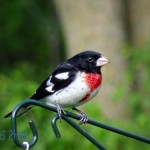 Rose-breasted Grosbeak