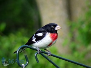 Rose-breasted Grosbeak