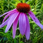 Purple Coneflower