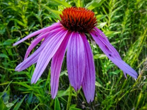 Purple Coneflower