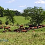 Pasture with Herefords