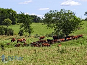 Pasture with Herefords