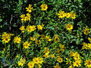 Sunny Faces in the Ditch