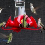 Hungry Hummers