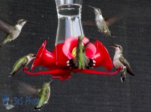 Hungry Hummers